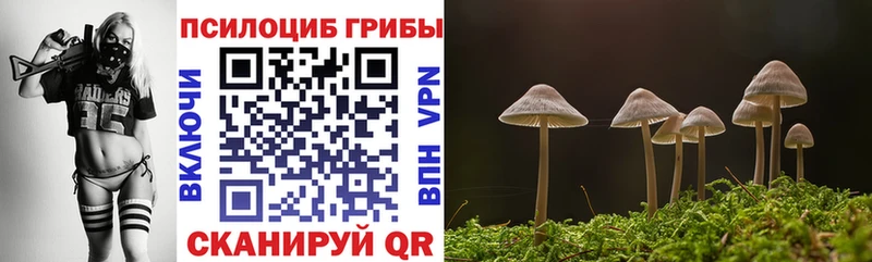 купить   mega   Галлюциногенные грибы Psilocybe  Приморск 